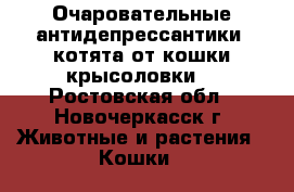 Очаровательные антидепрессантики, котята от кошки-крысоловки  - Ростовская обл., Новочеркасск г. Животные и растения » Кошки   